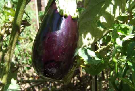 Why seedling of eggplants falls
